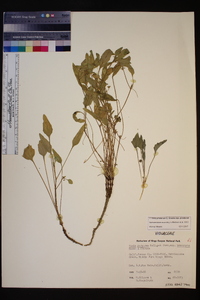 Viola pinetorum image
